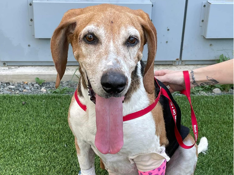 NJ-dog-rescue Dylan poses for the camera after being rescued.